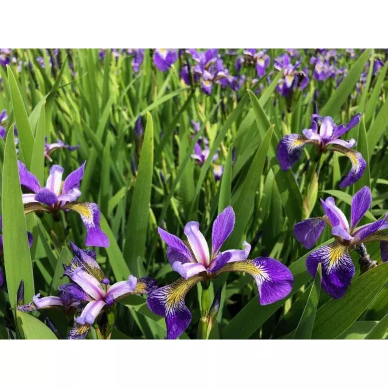 blue-flag-iris ‘Blue Flag’ Iris