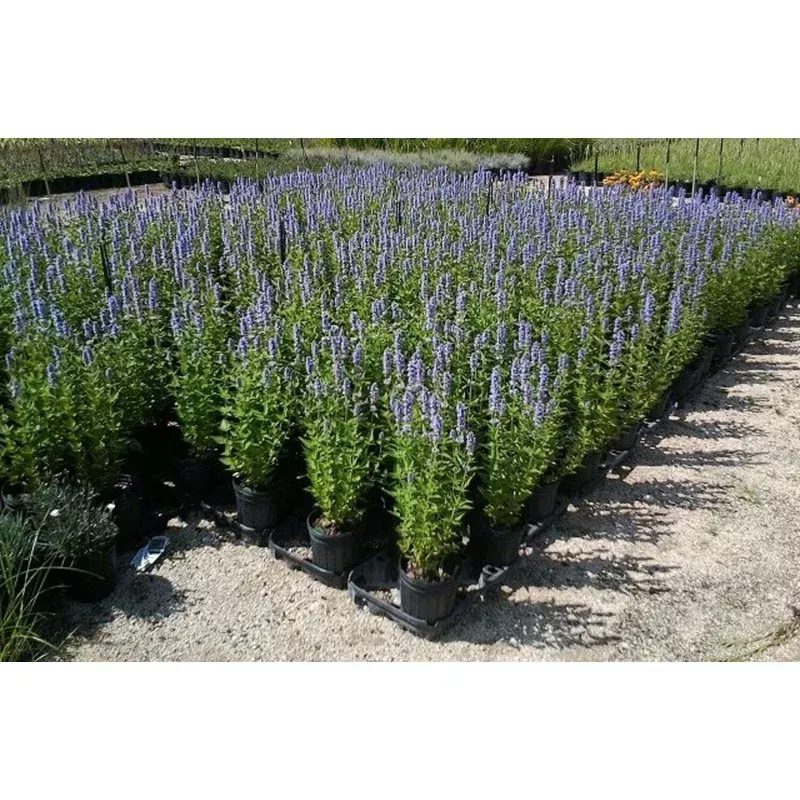 blue-fortune-anise-hyssop ‘Blue Fortune’ Anise Hyssop
