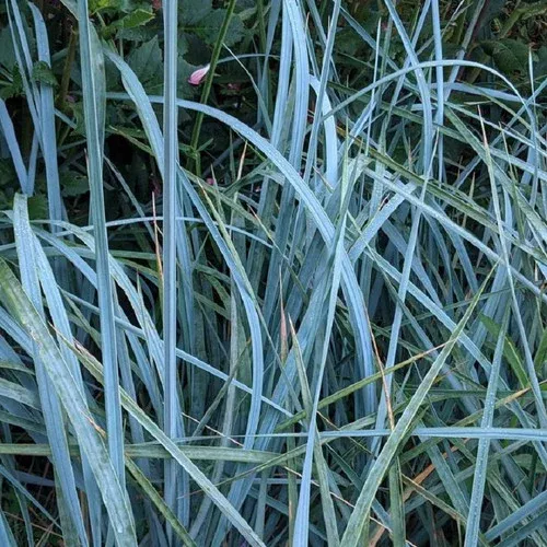 Blue Lyme Grass