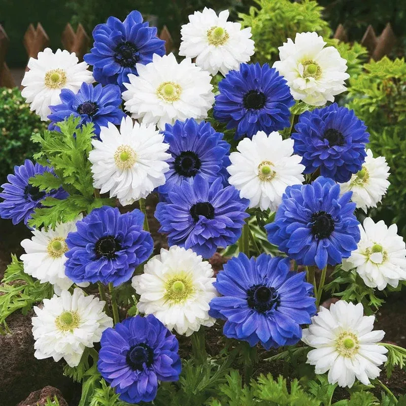 blue-white-double-daisy-anemone-mixture Blue & White Double Daisy Anemone Mixture