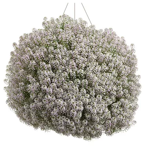 blushing-princess-sweet-alyssum Blushing Princess Sweet Alyssum