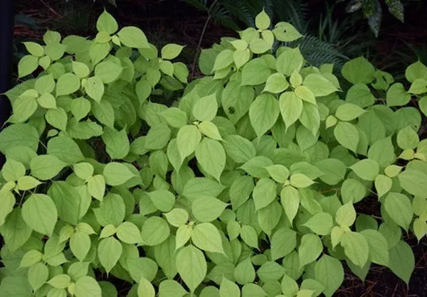 Boehmeria nivea ‘Glow Light’