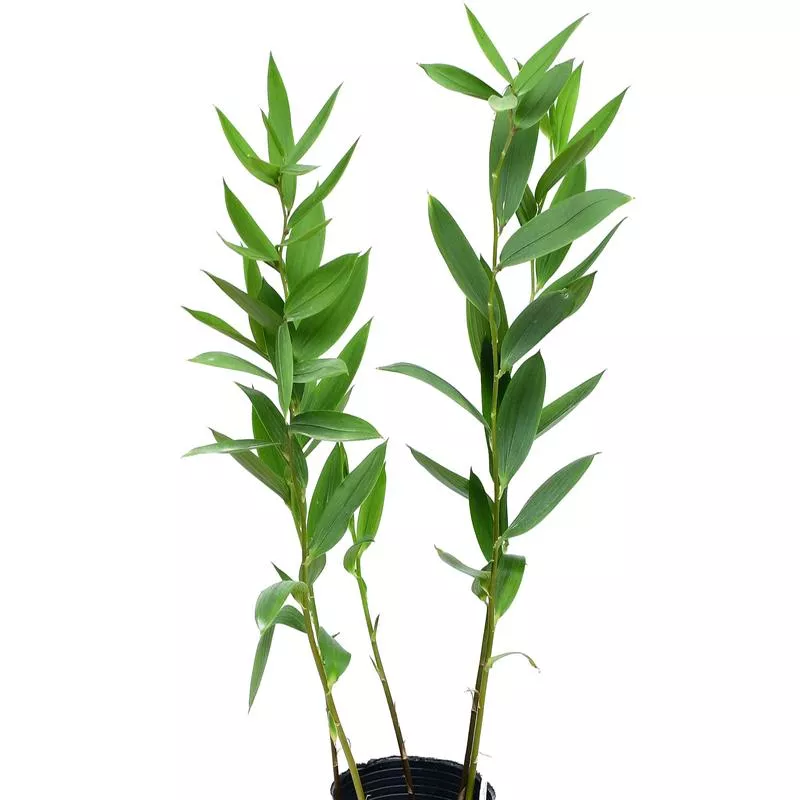 Bomarea lutea