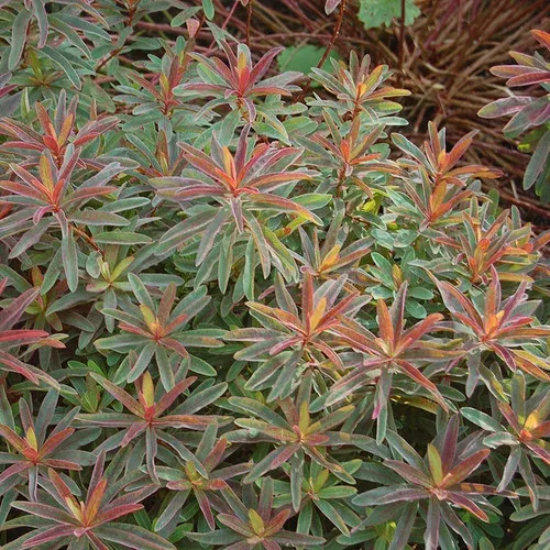 bonfire-cushion-spurge Bonfire Cushion Spurge