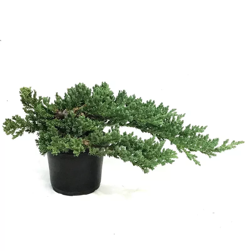 bonsai-4in-juniper Bonsai 4in Juniper