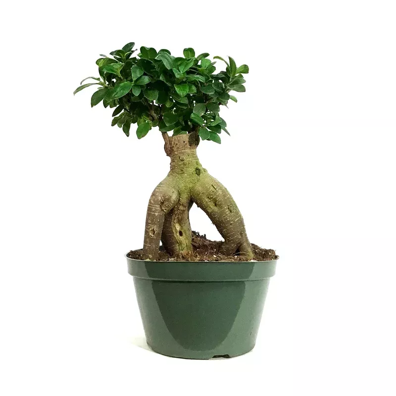 Bonsai 8in Ficus Ginseng Variegated