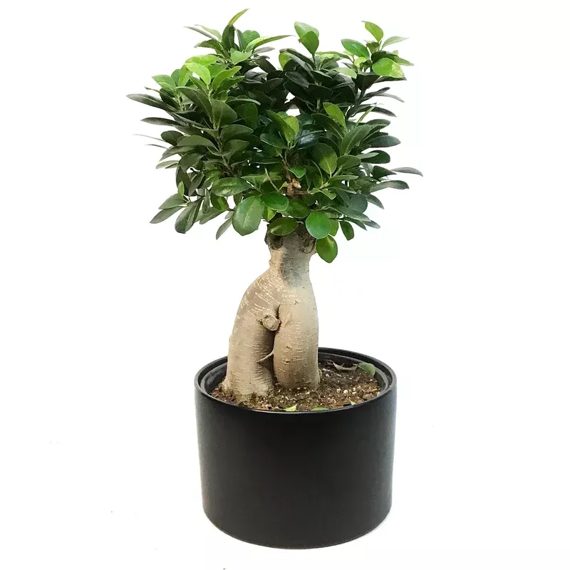 bonsai-8in-ficus-ginseng Bonsai 8in Ficus Ginseng