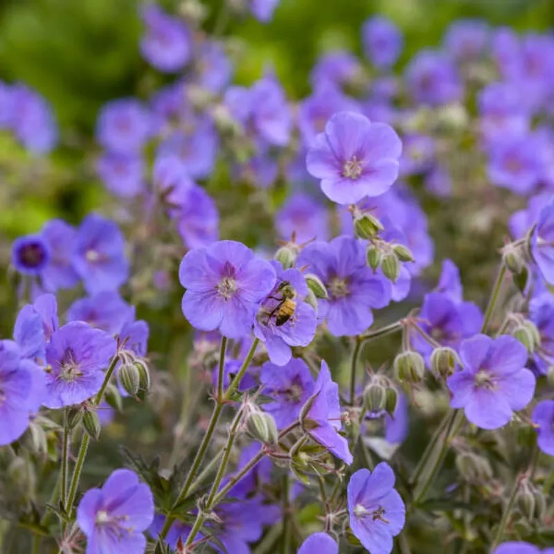boom-chocolatta-cranesbill-geranium ‘Boom Chocolatta’ Cranesbill (Geranium)
