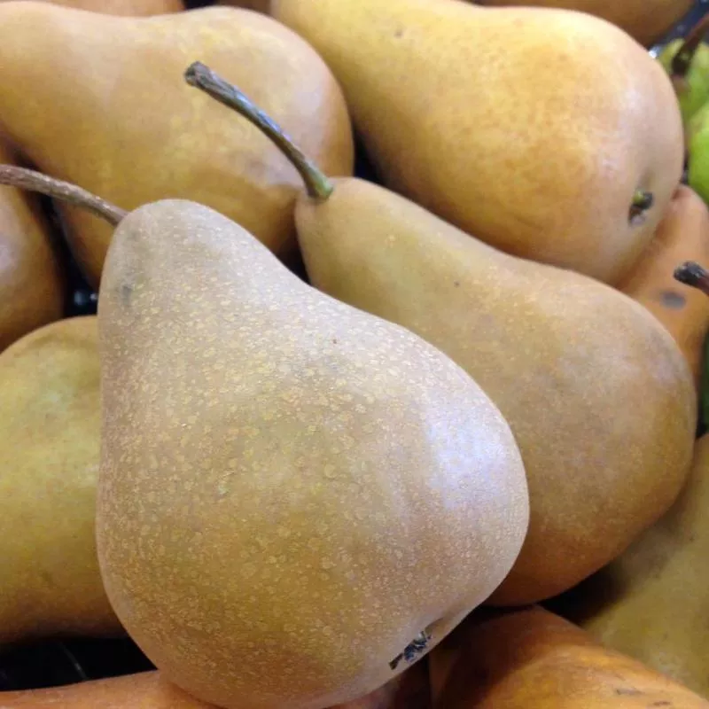 bosc-pear-pyrus-communis-15mm-caliper Bosc Pear: Pyrus communis – 15MM Caliper