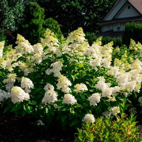 bouncy-hardy-hydrangea Bouncy™ Hardy Hydrangea