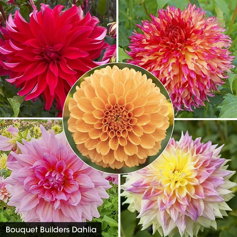 bouquet-builder-s-dahlia-collection Bouquet Builder’s Dahlia Collection