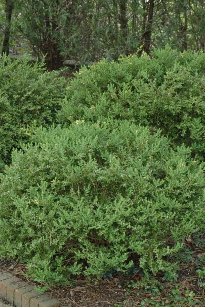 boxwood-wintergreen-korean Boxwood, Wintergreen Korean