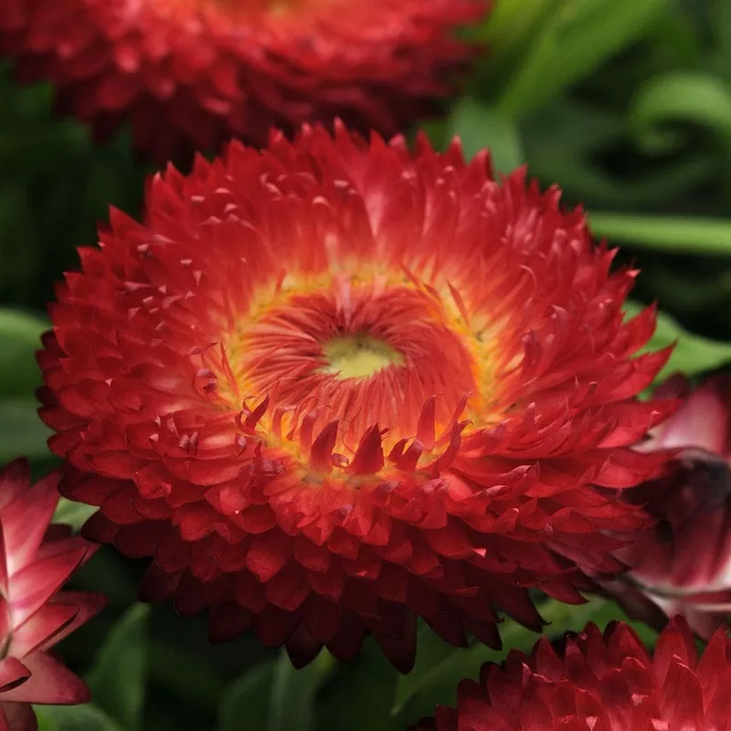 bracteantha-dreamtime-jumbo-red Bracteantha Dreamtime Jumbo Red