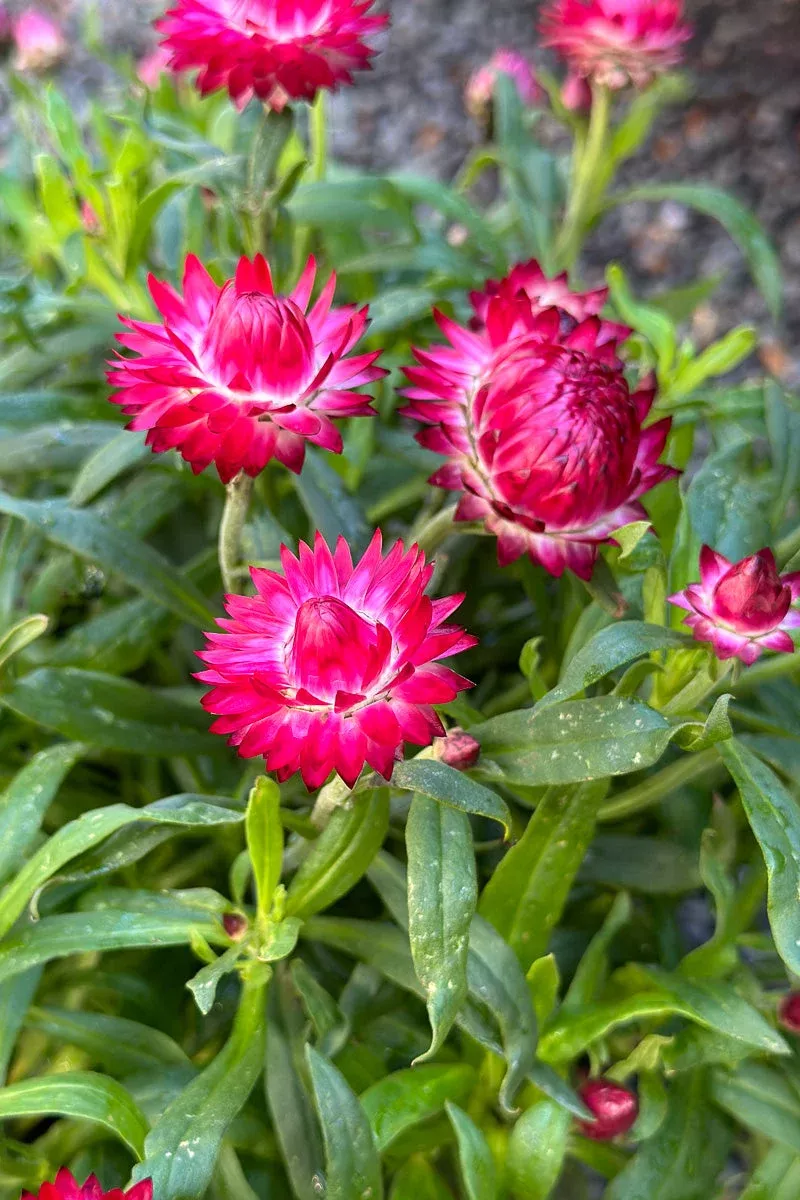 bracteantha-purple-red Bracteantha Purple Red