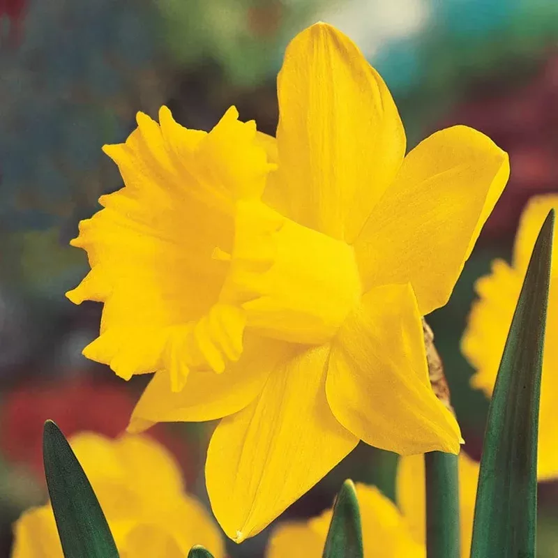 breck-s-colossal-daffodil Breck’s Colossal Daffodil
