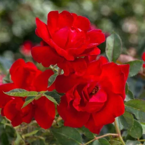 brick-house-rose Brick House™ Rose