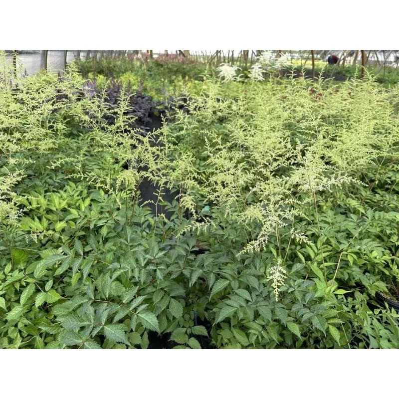 bridal-veil-hybrid-astilbe ‘Bridal Veil’ Hybrid Astilbe