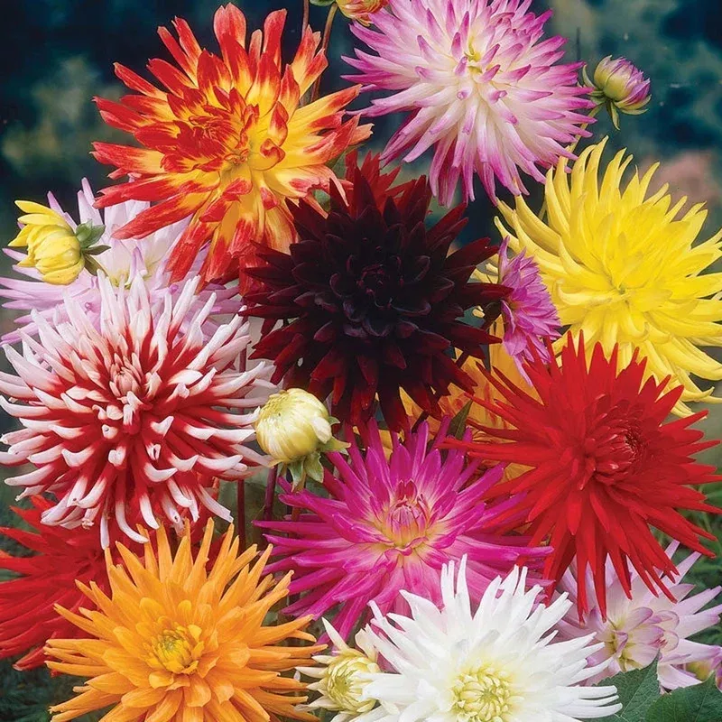 bright-cactus-dahlia-mix Bright Cactus Dahlia Mix