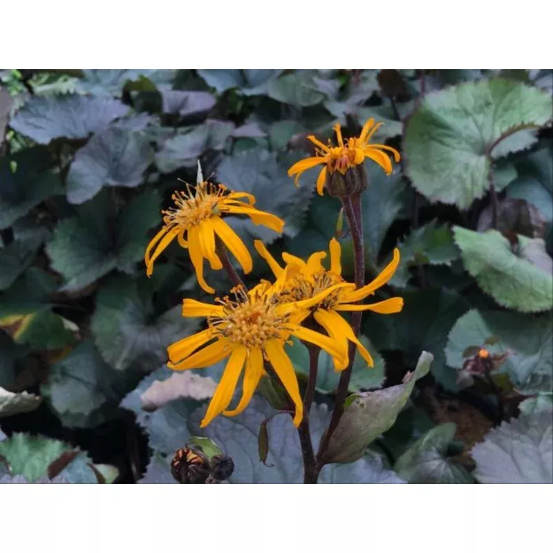 britt-marie-crawford-ligularia ‘Britt-Marie Crawford’ Ligularia