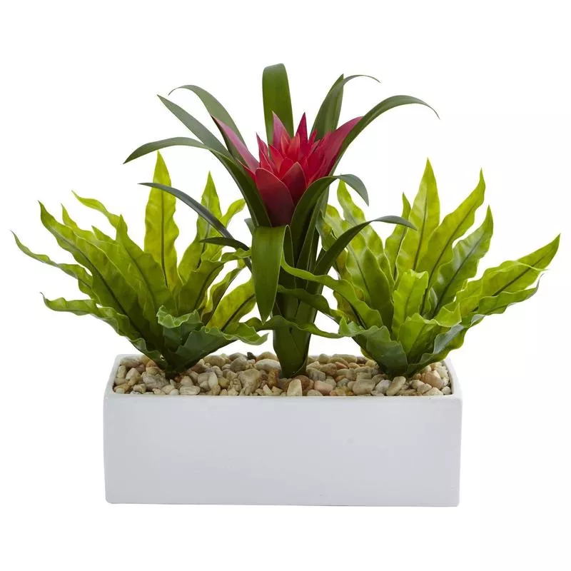 bromeliad-birdsnest-in-rectangular-planter Bromeliad and Birdsnest in Rectangular Planter