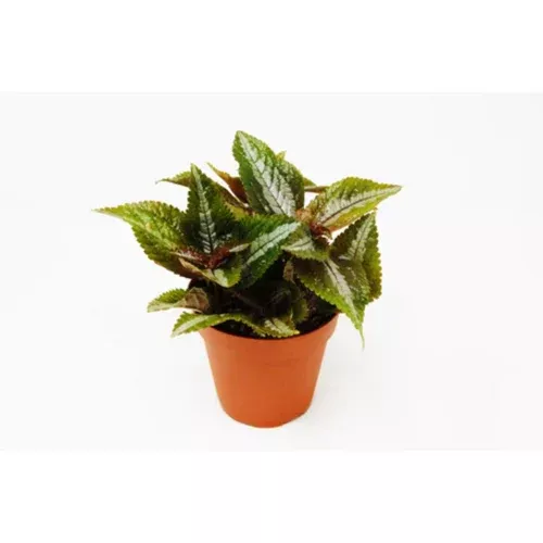 bronze-pilea Bronze Pilea