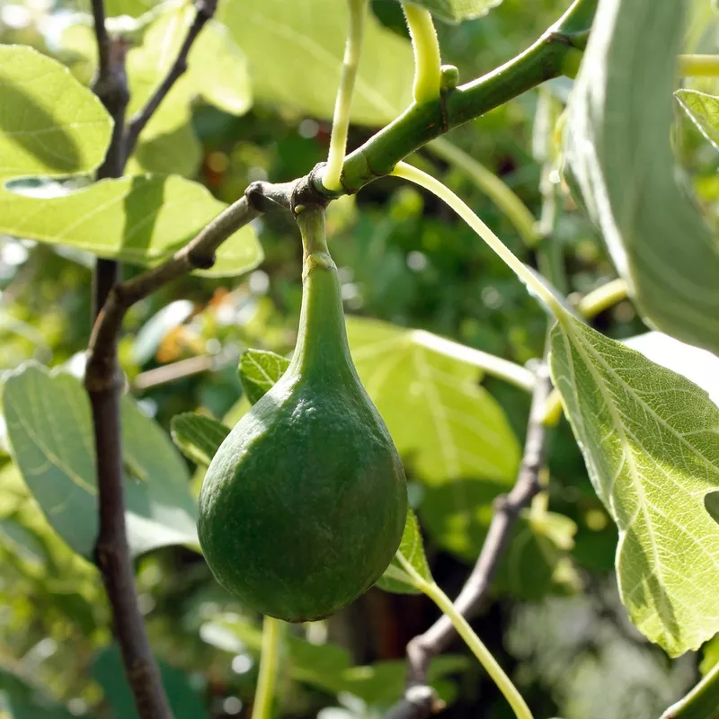 brown-turkey-fig-ficus ‘Brown Turkey’ Fig (Ficus)