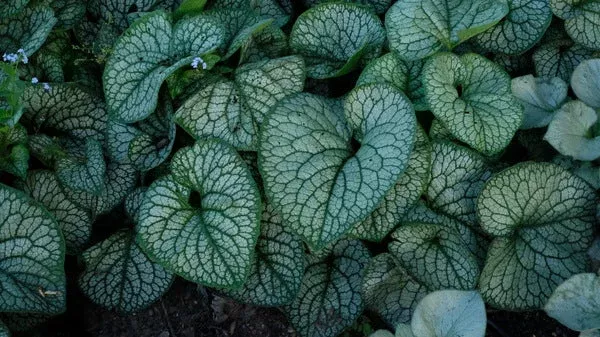 brunnera-macrophylla-jack-diamonds-pp32752 Brunnera macrophylla ‘Jack of Diamonds’ PP32752