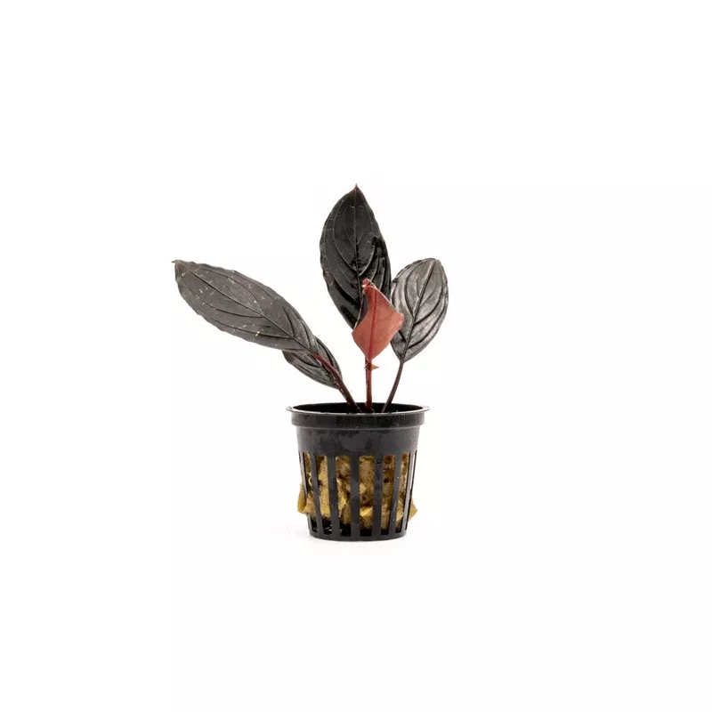 bucephalandra-dark-skeleton-king Bucephalandra Dark Skeleton King