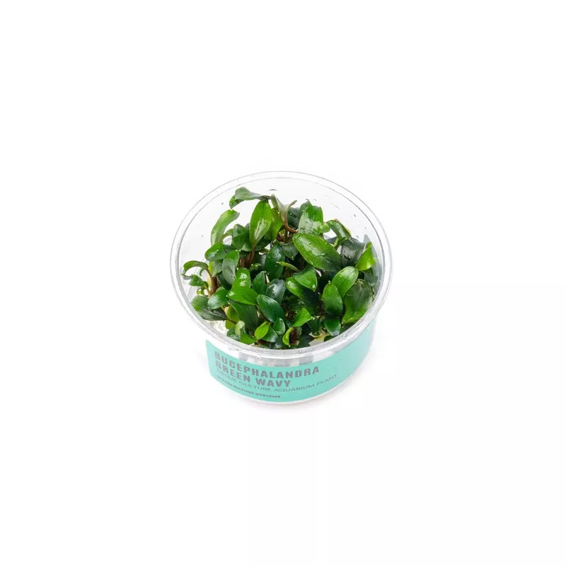 bucephalandra-green-wavy-uns-tissue-culture Bucephalandra Green Wavy UNS Tissue Culture