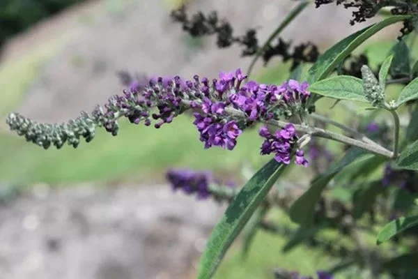 Buddleia ‘Blue Chip Jr.’ PP 26,581