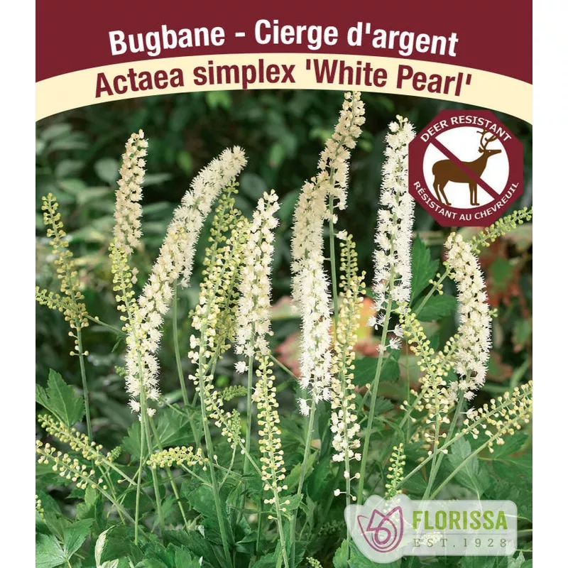 bugbane-white-pearl-1-pack Bugbane – White Pearl, 1 Pack