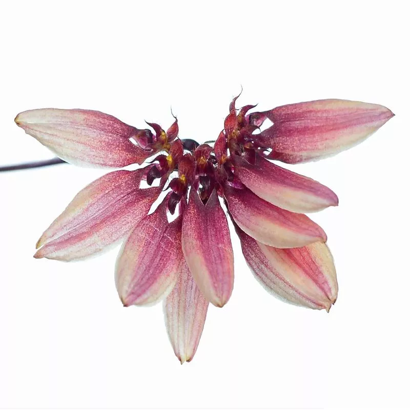 bulbophyllum-cumingii Bulbophyllum cumingii