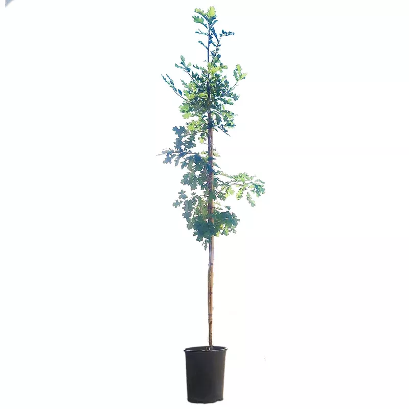 Bur Oak 5 gal