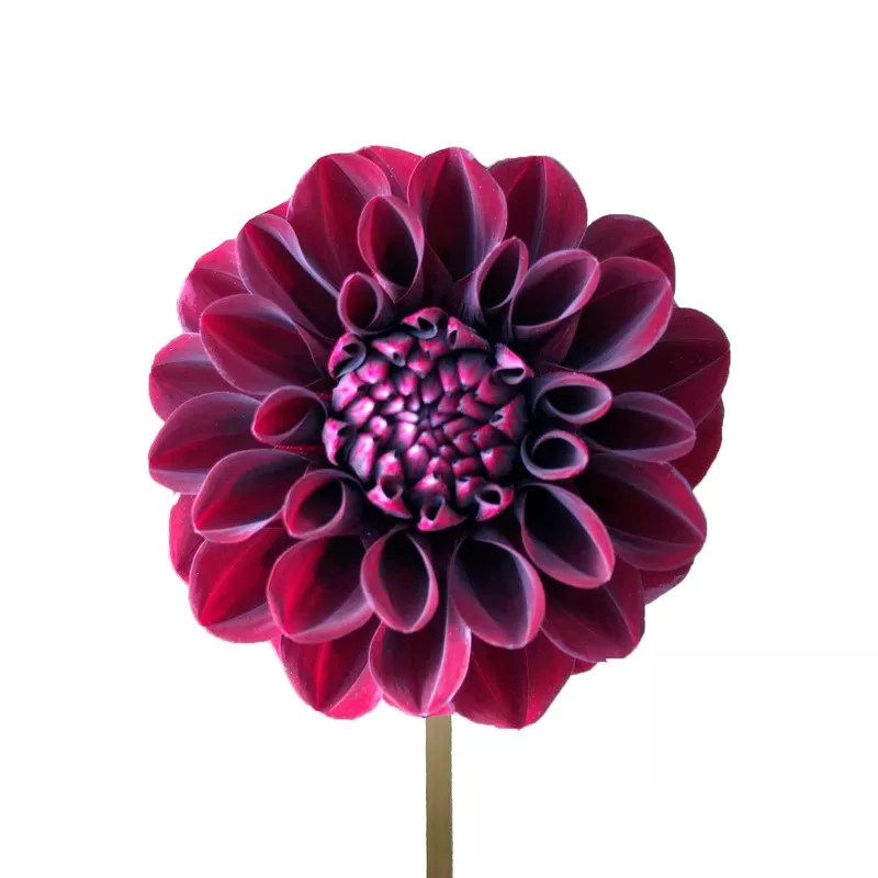 burgundy-dahlias Burgundy Dahlias