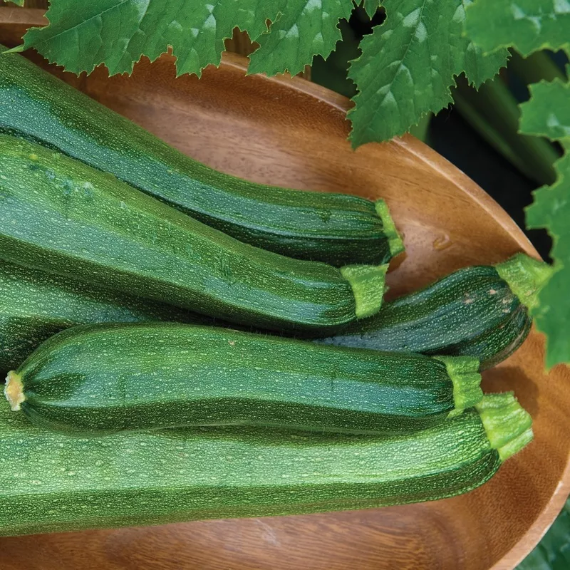 burpee-hybrid-squash-zucchini-cucurbita ‘Burpee Hybrid’ Squash Zucchini (Cucurbita)