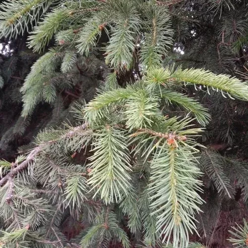 bush-s-lace-spruce-tree Bush’s Lace Spruce Tree