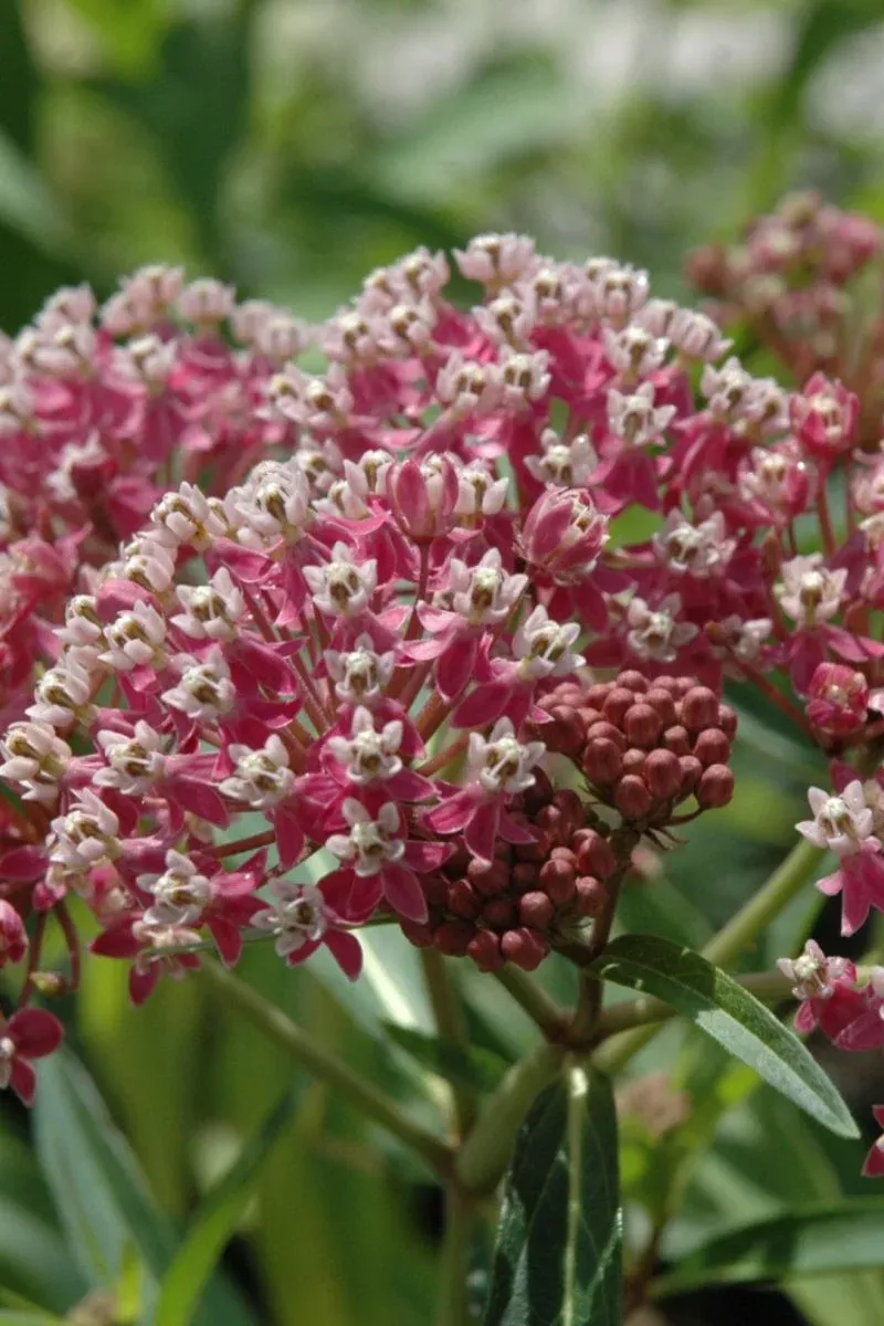 butterfly-weed-cinderella Butterfly Weed, Cinderella