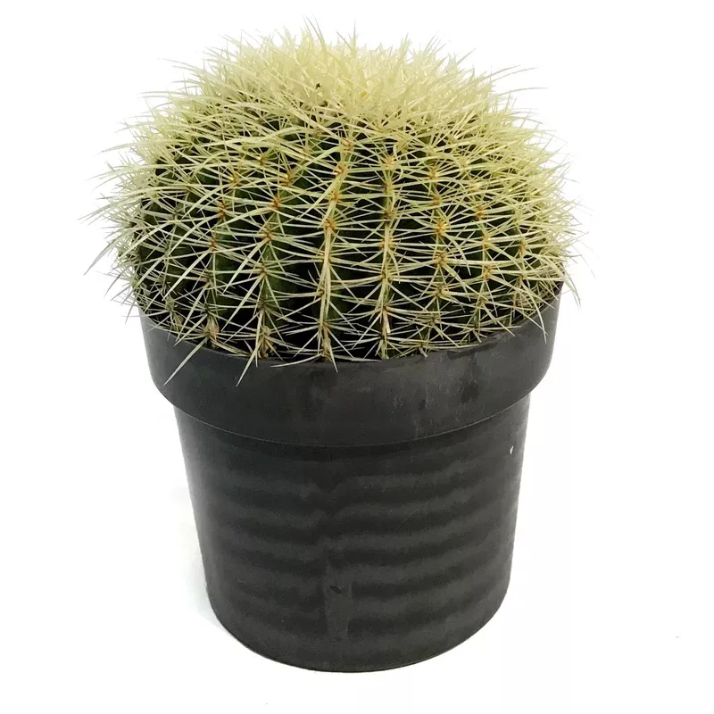 cactus-10in-e-grusonii-golden-barrel Cactus 10in E. grusonii ‘Golden Barrel’