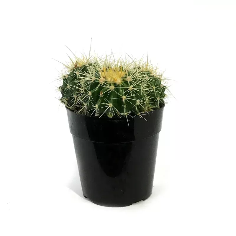 cactus-5in-e-grusonii-golden-barrel Cactus 5in E. grusonii ‘Golden Barrel’