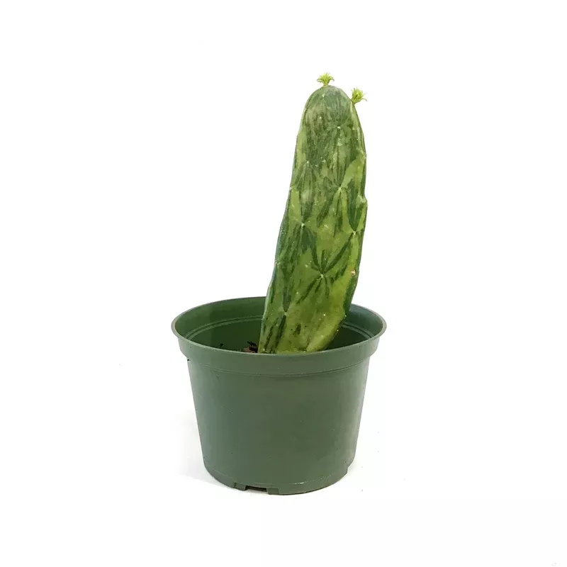 cactus-6in-prickly-pearvariegated Cactus 6in Prickly PearVariegated