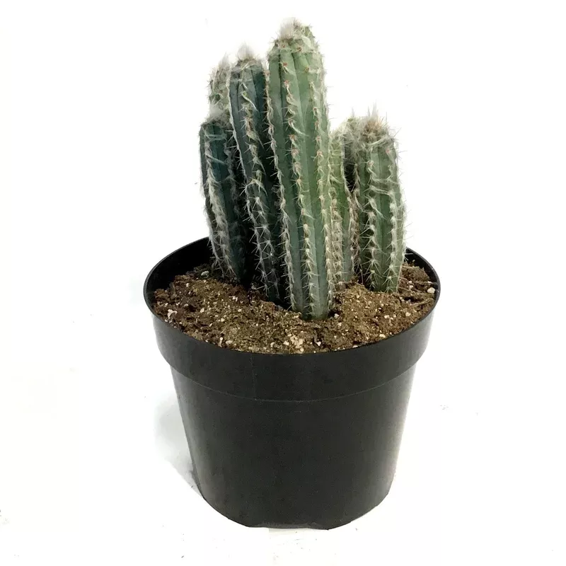 cactus-8in-wooly-blue-torch Cactus 8in Wooly Blue Torch