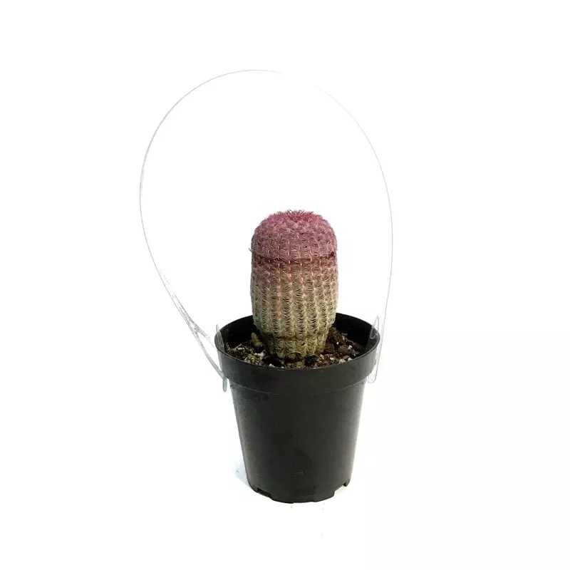 Cactus 9cm Echinocereus Rainbow Hedgehog