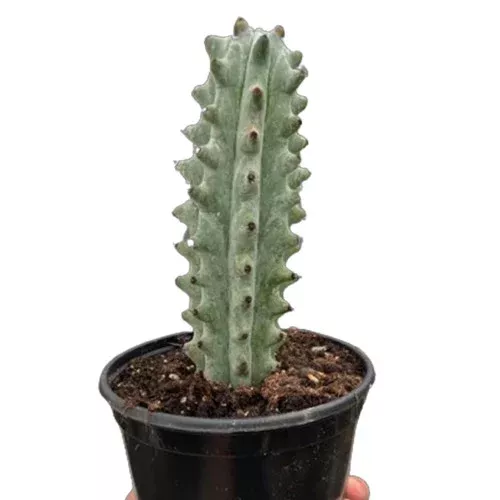 cactus-ghost-white-boobie-succulent Cactus Ghost White Boobie Succulent