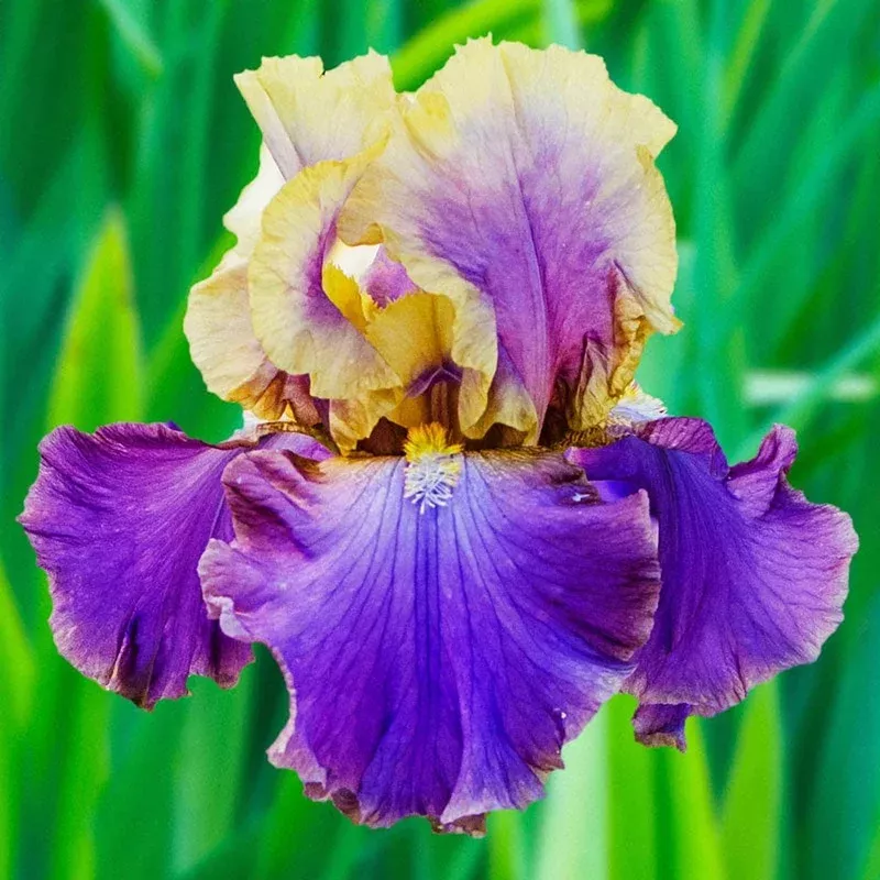 caf-d-amour-bearded-iris Caf d’Amour Bearded Iris
