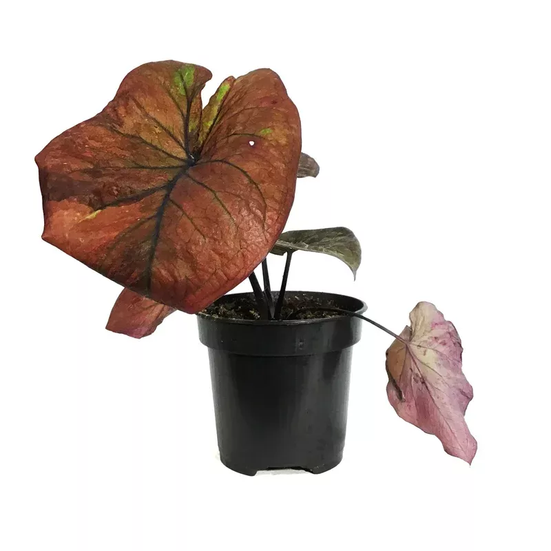 caladium-4in-burning-heart Caladium 4in Burning Heart