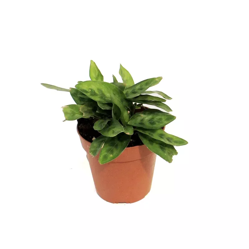calathea-4in-lietzel Calathea 4in Lietzel