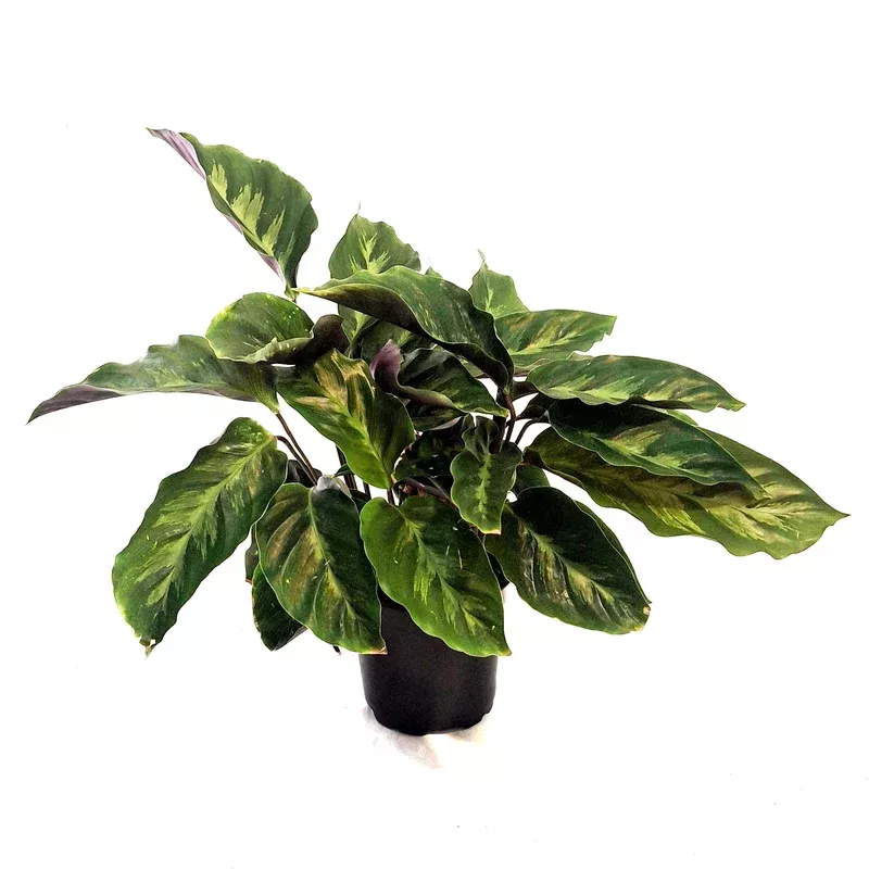 calathea-4in-misto Calathea 4in Misto