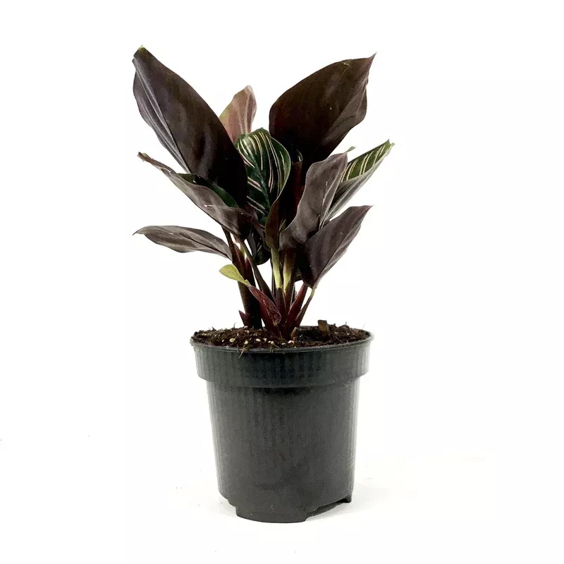 calathea-4in-ornata Calathea 4in Ornata