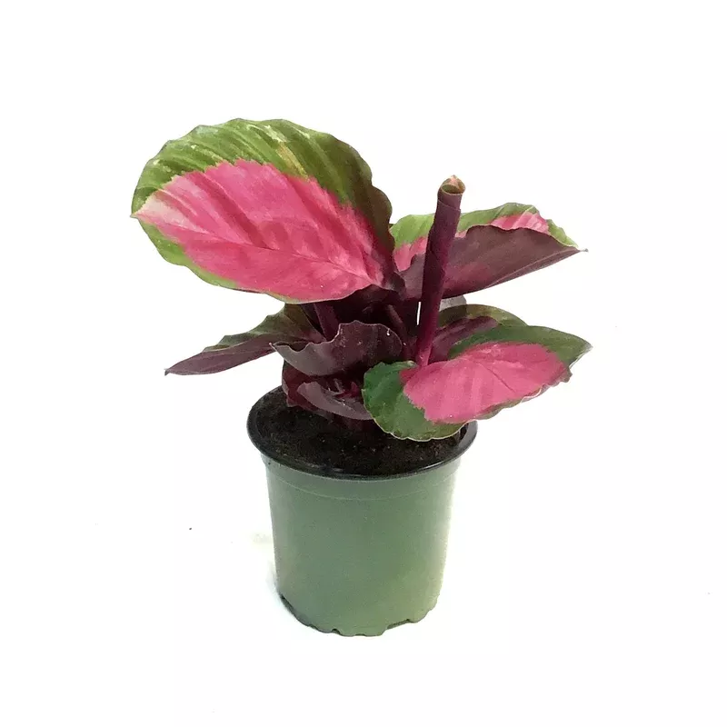 calathea-4in-rosy Calathea 4in Rosy