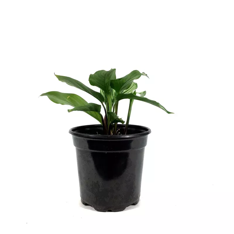calathea-4in-vittata Calathea 4in Vittata